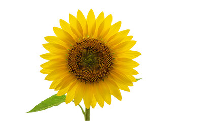 Golden sunflower head with natural petal texture and green stem isolated on white background, ideal for floral artwork, farming visuals, and environment or agriculture content