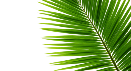 Fresh green palm frond isolated on white background, suitable for eco-friendly packaging, summer decor, tropical ads, and minimalist botanical compositions or resort branding