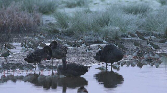 Black Swan, Cygnus atratus, birds on a winter morning over the marshes