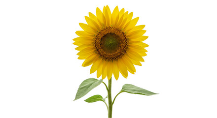 Obraz premium Sunflower illustration with green stem and two leaves isolated on white background, perfect for organic farm branding, floral decor visuals, and seasonal summer illustration projects