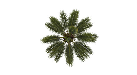 Overhead radial view of a palm or fern-like tree top isolated on white background, suitable for gardening themes, tropical landscape visuals, and natural botanical references