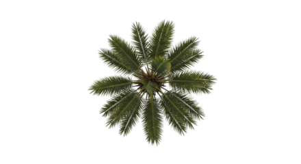 Overhead radial view of a palm or fern-like tree top isolated on white background, suitable for gardening themes, tropical landscape visuals, and natural botanical references