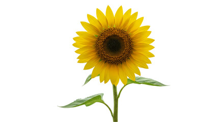 Full sunflower bloom with stem and leaf detail isolated on white background, perfect for gardening promotions, flower visuals, farm harvest illustrations, and floral decorative assets