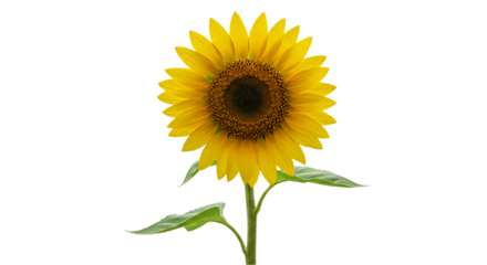 Full sunflower bloom with stem and leaf detail isolated on white background, perfect for gardening promotions, flower visuals, farm harvest illustrations, and floral decorative assets
