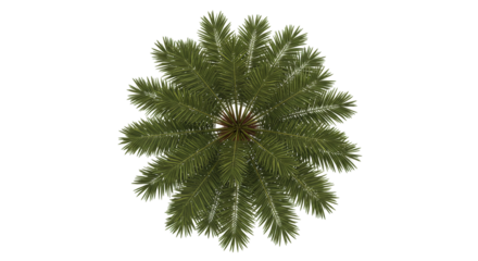 Aerial view of a green pine tree with needles and a brown trunk isolated on a black background