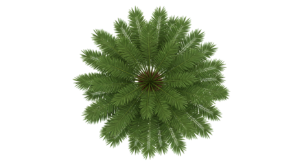 Top view of green palm tree crown isolated on white background, ideal for botanical visuals, tropical nature designs, landscaping references, and exotic greenery decoration content