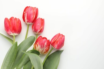 Beautiful tulip flowers on white background, top view. Space for text