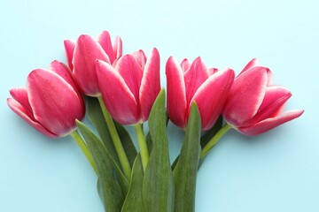 Beautiful tulip flowers on light background, top view