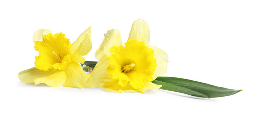 Two beautiful yellow daffodils isolated on white