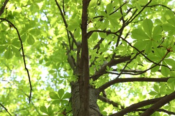 Obraz premium Beautiful tree crown with green leaves as background, low angle view