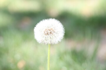 Beautiful dandelion flower and green grass outdoors