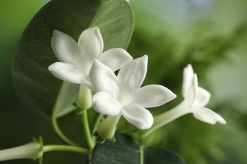Beautiful jasmine plant with flowers on blurred background, closeup