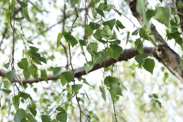 Beautiful tree crown with green leaves as background, closeup