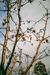 Leafless tree branches with clusters of small dried red berries against a pale cloudy sky in late autumn.
