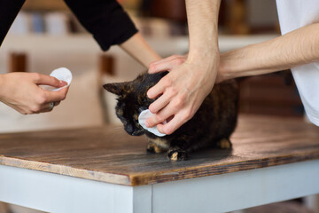Grooming a Cat with Tender Care is an essential activity to promote their wellbeing and happiness