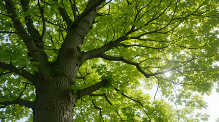 View of linden tree. The tree is known as linden for the European species, and basswood for North American species. In Britain and Ireland they are commonly called lime trees.