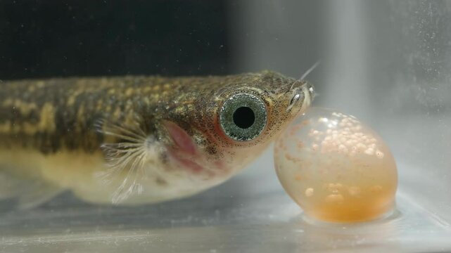 Close-up of Fundulopanchax gardneri fish with egg sack filled with eggs in aquarium, showcasing spawning process.
