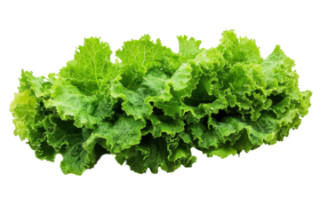 Fresh romaine lettuce head perfect for salads and healthy dishes in culinary settings