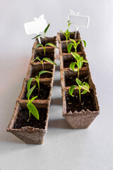 Young seedling sprouts growing in individual peat pots on a light background.