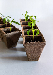 Young seedling sprouts growing in individual peat pots on a light background.