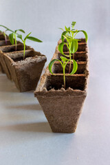 Young seedling sprouts growing in individual peat pots on a light background.