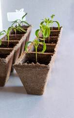 Young seedling sprouts growing in individual peat pots on a light background.