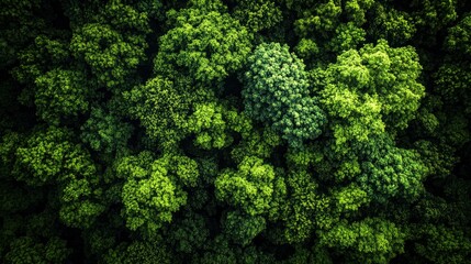 Aerial View of Dense Green Forest Canopy with Vibrant Treetops and Natural Texture in Overhead Lighting