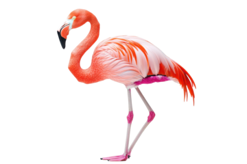 Flamingo standing gracefully on one leg with colorful feathers showcasing shades of pink and orange against a transparent background