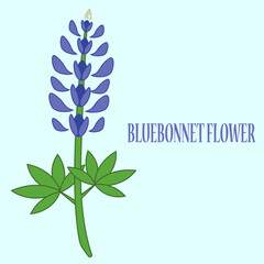 bluebonnet flower design vector flat isolated illustration