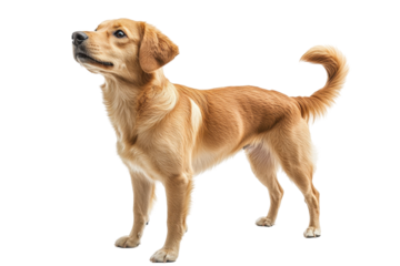 Playful dog with a cheerful expression stands confidently against a transparent background showcasing its fur and tail movement