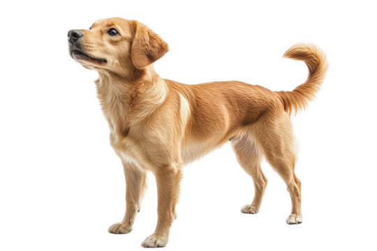 Playful dog with a cheerful expression stands confidently against a transparent background showcasing its fur and tail movement