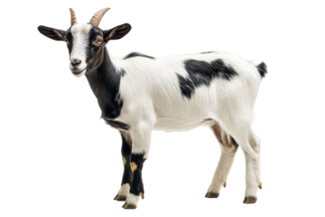 Cute black and white goat standing on a transparent background, showcasing its playful personality and unique markings, ideal for animal lovers and agricultural themes