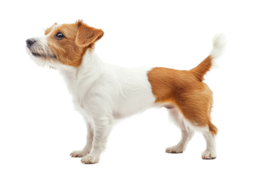 Adorable small dog with brown and white fur standing confidently on a transparent background, showcasing its playful and energetic personality