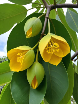 The seed of Thespesia populnea or Portia tree or Indian tulip tree or Pacific rosewood or Seaside mahoe or Milo tree.