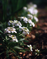 A bunch of white flowers are in a field