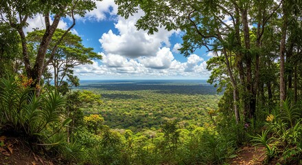 Lush Rainforest Canopy Unveiling Serene Vista: A Panoramic View