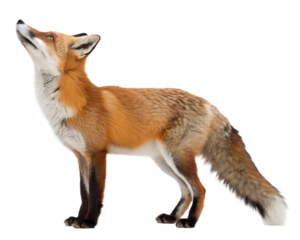 Side view of a Red fox looking up, two years old, isolated on white