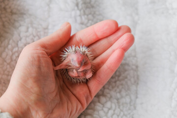 Baby Hedgehog in Human Hand on soft white blanket background.Prickly cute pet 