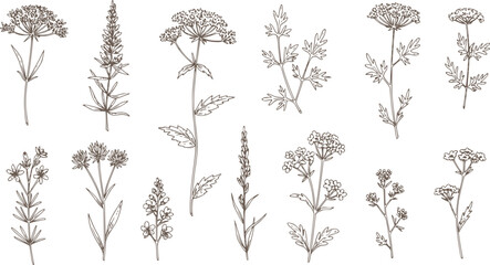 Vintage Flowers and Plants. Hand Engraved Retro Botanical Line Artwork. Botanical Herbs Collection. Vector Set of Hand Drawn Summer Florals, Herbs, Weeds and Meadows. Vintage plants illustration.