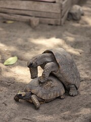 Turtles in their reproductive cycle during the afternoon.