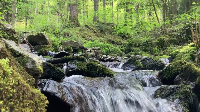 babbling spring brook in the forest winds its way through moss-covered stones