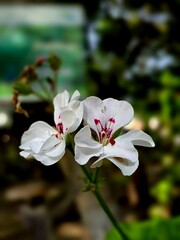 Beautiful flower with white petals.