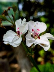 Beautiful flower with white petals.