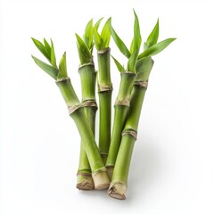 Fototapeta premium Fresh Green Bamboo Stalks - A Nature's Gift on white background
