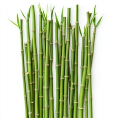 Obraz premium Vibrant Green Bamboo Stalks - Nature's Elegance on white background