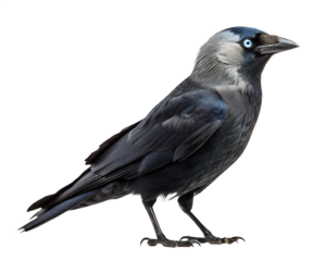 Western jackdaw, corvus monedula, standing, isolated on transparent background
