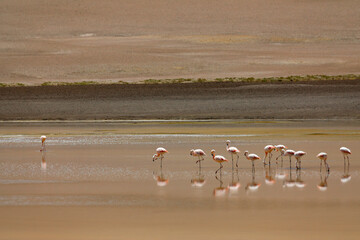 Flamencos alimentándose.
Flamencos alimentándose en los alrededores del salar de Quisquiro, en el desierto de Atacama, a más de 4.300 metros sobre el nivel del mar.