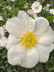 white and yellow flower