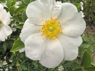 Obraz premium white rose flower