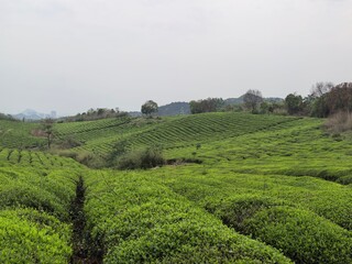 Fototapeta premium green tea plantation